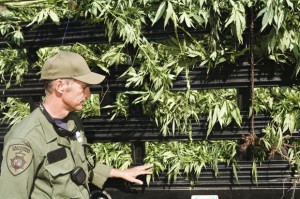 Agent des forces de l'ordre avec des plants de marijuana confisqués via Getty Images.